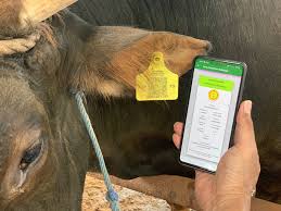 Farmer holding a smartphone running the Digilivestock app to scan a yellow ear tag on a cow in the field